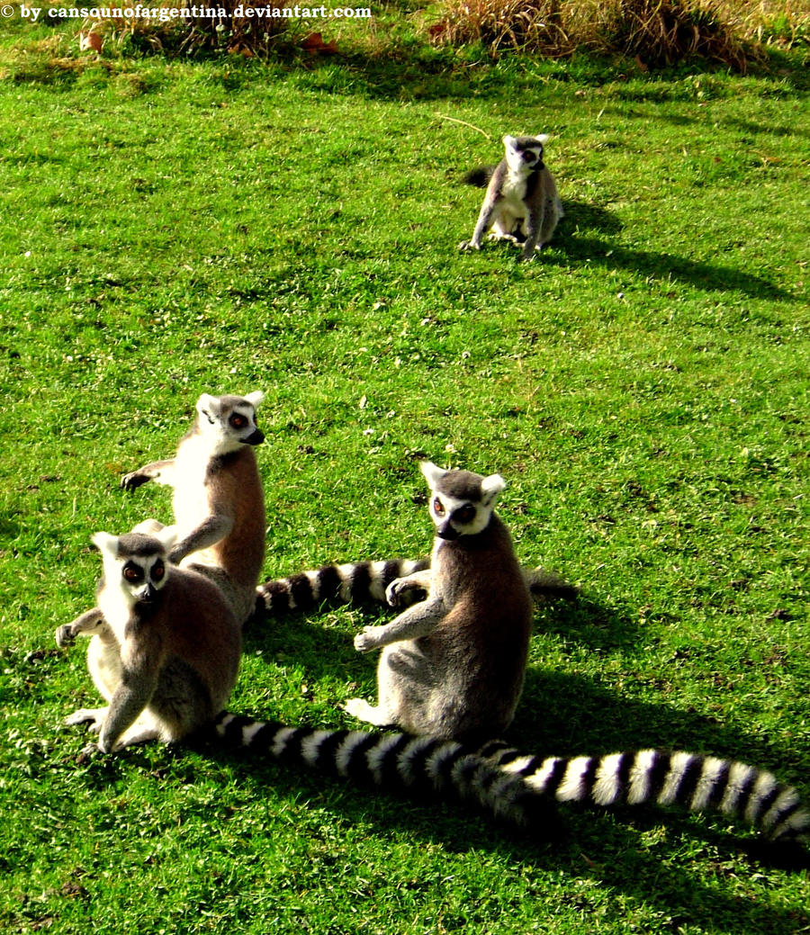 Ring-tailed lemurs 2