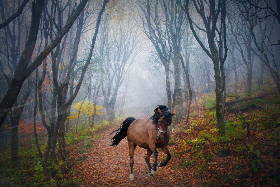 Misty Pathway