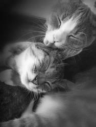 Cat Love