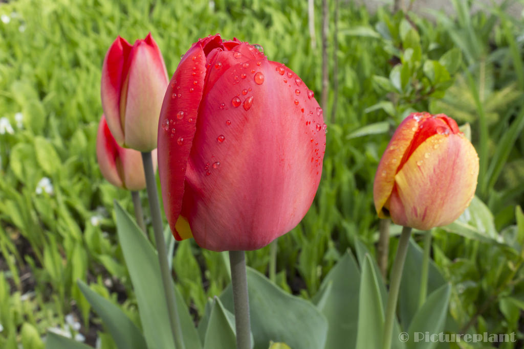 Tulips after the refreshing rain