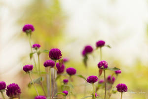 Playful by rangan2510 Playful by rangan2510