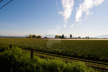 Skagit Valley Iris Fields