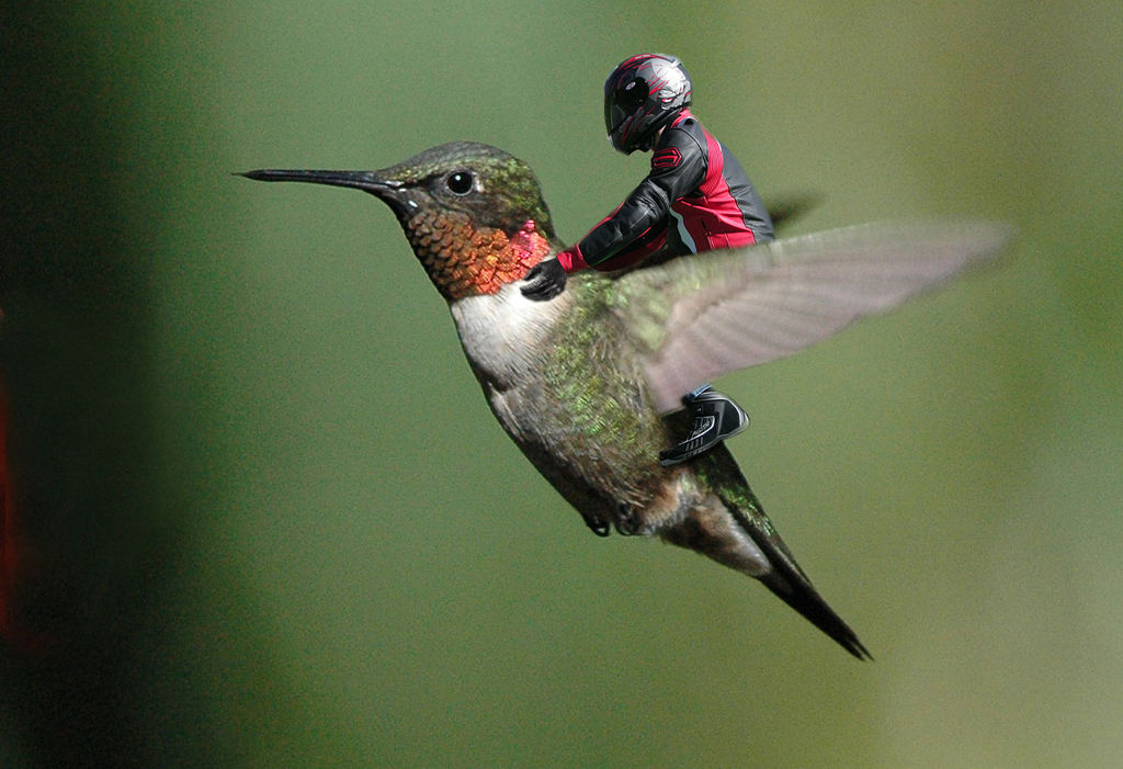 Flying Bird Rider Hummingbird Rider by ilovedinosaurs7 on DeviantArt