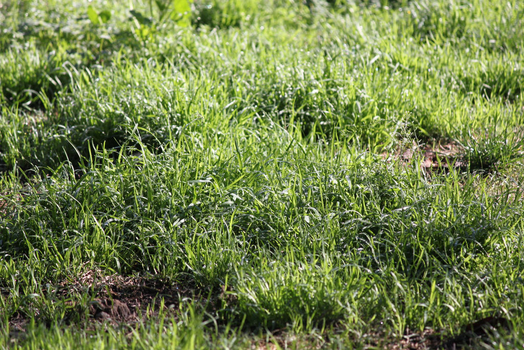 00085 - Grass with DOF