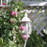 00294 - Lamp Surrounded by Flowers