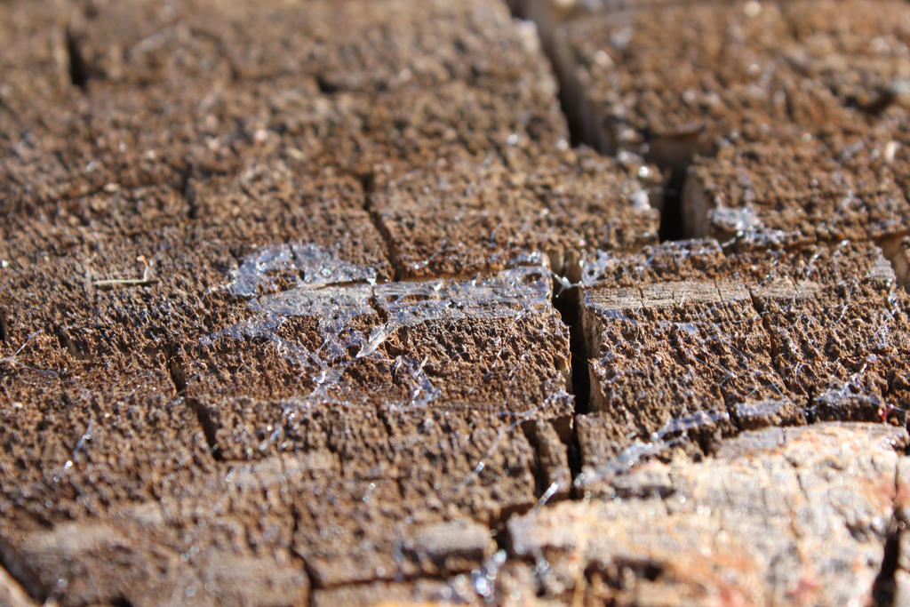 00047 - Slug Trails on Tree Stump by emstock on DeviantArt