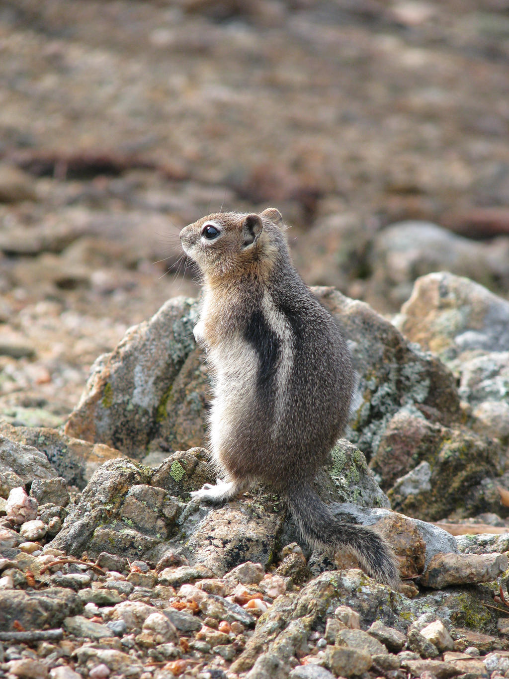 00073 - Chipmunk Standing on Rocky Ground