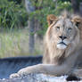 00208 - Lion Gaze