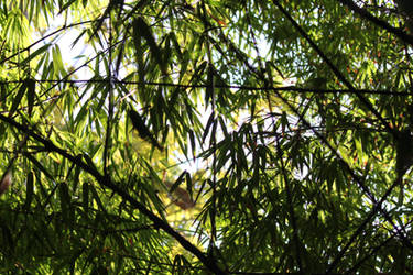 00318 - Backlit Bamboo Leaves