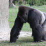 00253 - Stooped Gorilla
