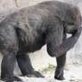 00228 - Gorilla Facepalm