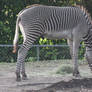 00252 - Grazing Zebra