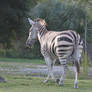 00281 - Zebra Walking Away