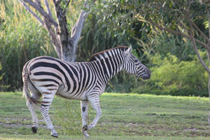 00279 - Jaunty Zebra