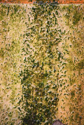 00316 - Algae Covered Stone II