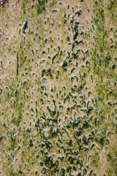 00315 - Algae Covered Stone I