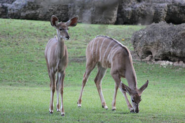 00310 - Grazing Nyala Antelope Does II
