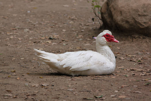 00311 - White Sitting Duck