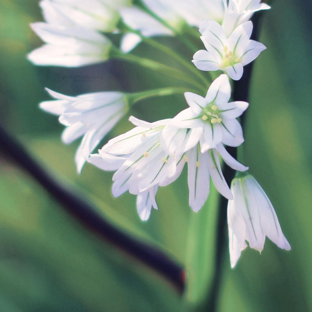 Primavera.