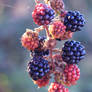 Berries.