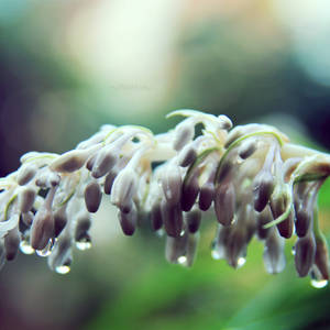 Teardrops 12.14