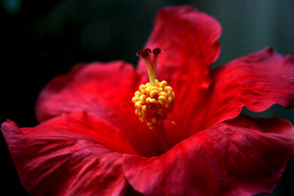 Happy Hibiscus