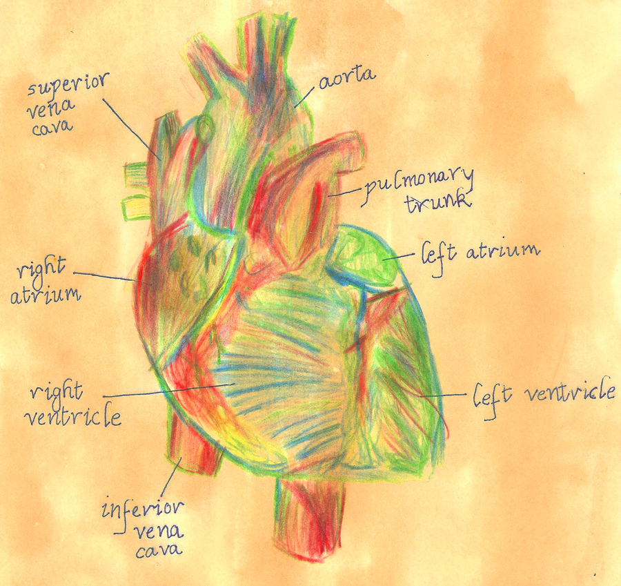 Anatomically Incorrect by slaughterhouse-5 on DeviantArt