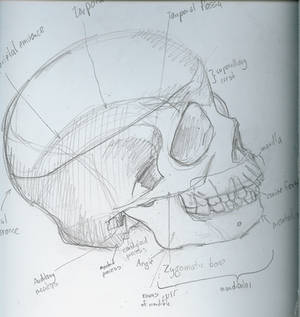 Skull