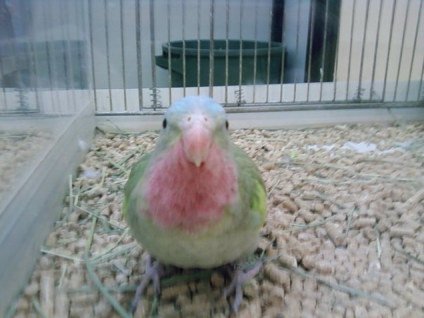 Pet shop birdy