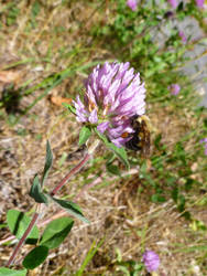 Fuzzy little bumblebee