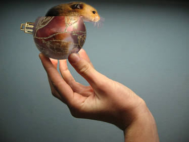 Miniature Giant Xmas Hamster