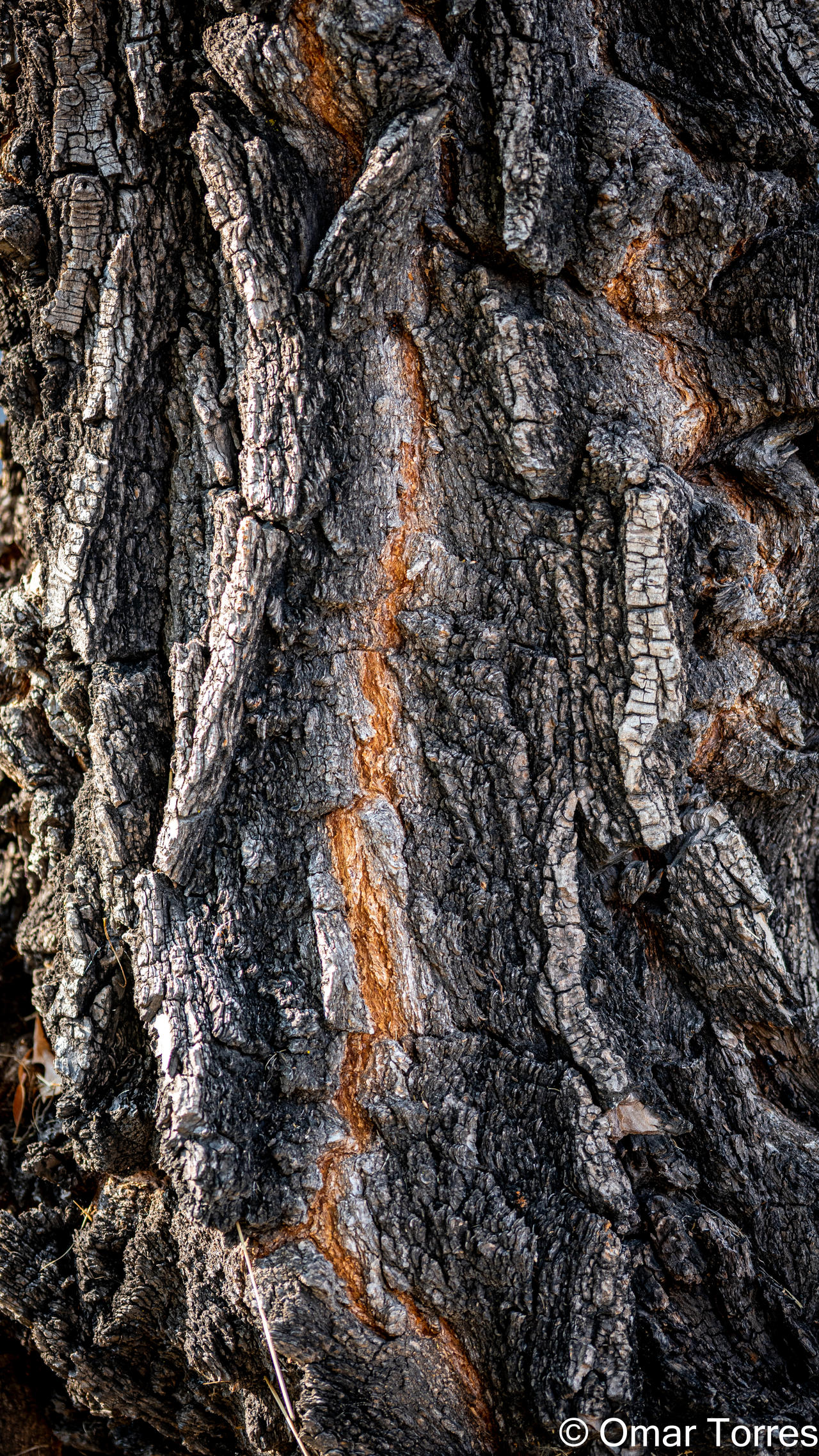 Tree Scarlog Tree Scars-3 by omarjose1985 on DeviantArt