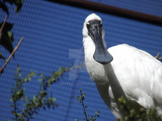 Royal Spoonbill