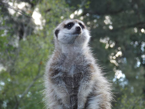 Meerkat