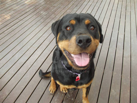 Rottweiler