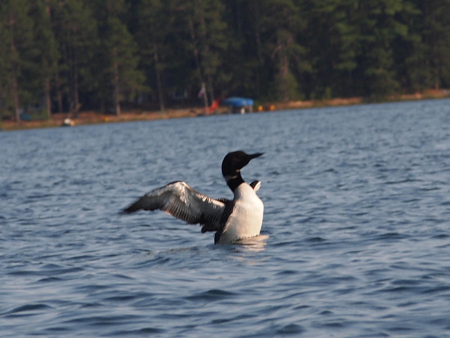 Loon Phoenix loon 2 by bloody-phoenix-tears on DeviantArt