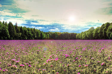 Field behind my house HDR