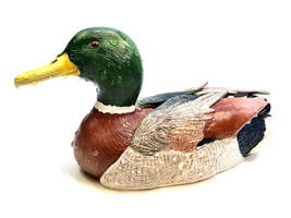 Mallard