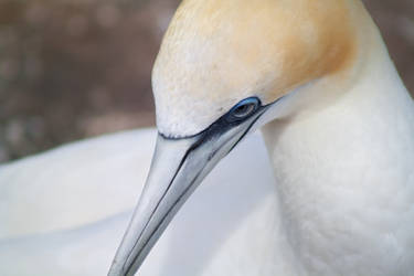 Gannet stare