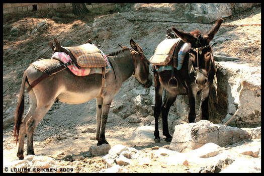 Rhodes III - Lindos Donkeys