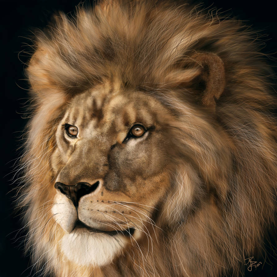 Lion Study by lberry1976 Lion Study by lberry1976