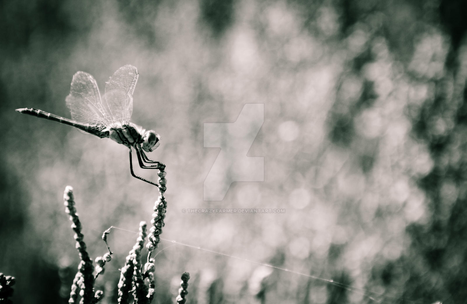 dragonfly 'colourless'