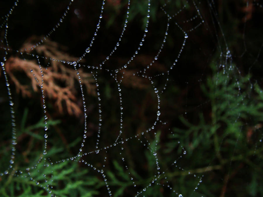 spider's web I