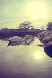 Swans