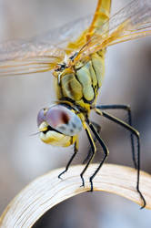 dragonfly 5 by scott-leeson