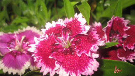 Dianthus - Pinks Flowers