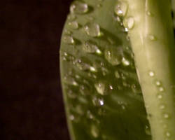 water on leaf