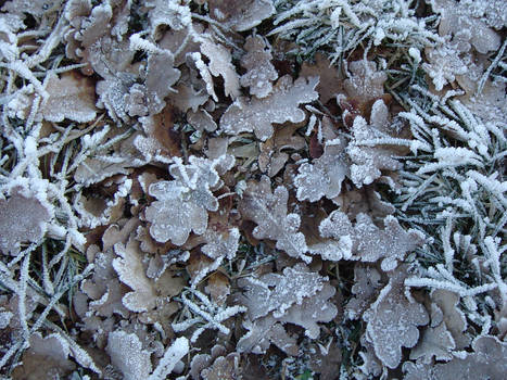 Frozen oak-leafes