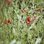 Poppies in the rye