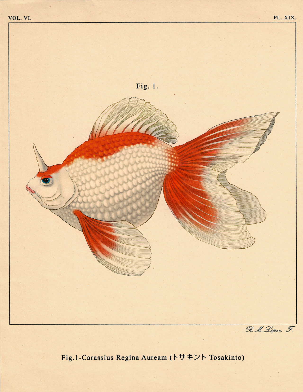 Goldeen Tosakinto by totyjarcor on DeviantArt